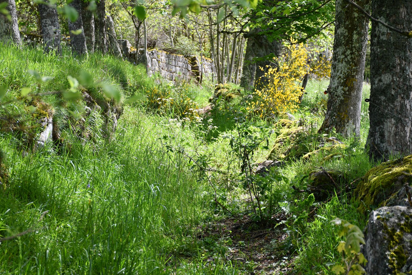 Modification du tracé du chemin rural au lieu dit « SERPEYRES »